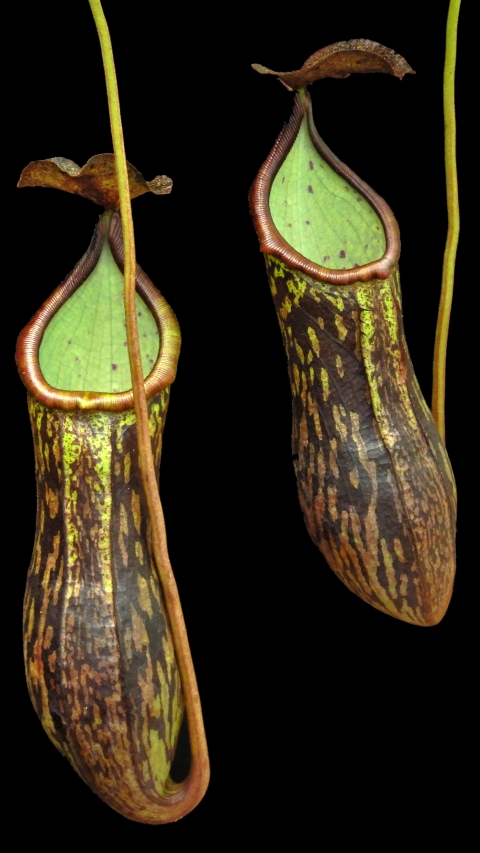 N. ceciliae ‘Mt. Kiamo’ – assorted clones