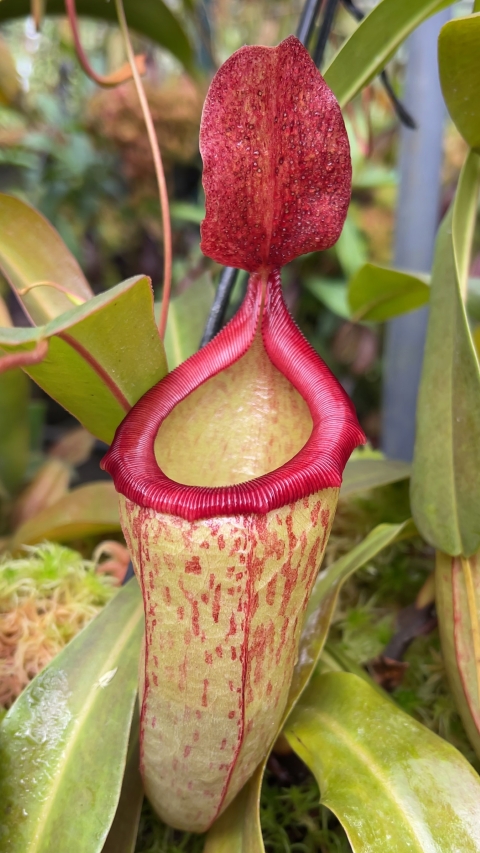 Nepenthes ‘Mimi’ - selected cultivar