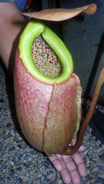 N. merrilliana – assorted clones