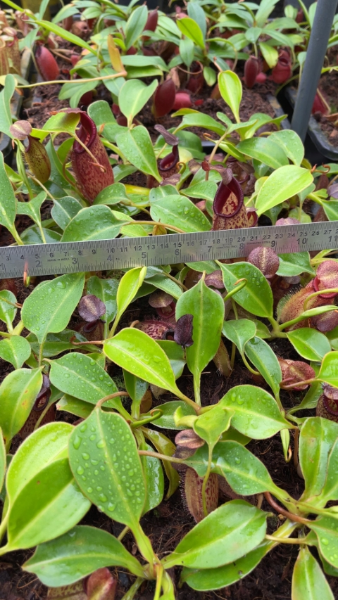 N. talangensis x robcantleyi