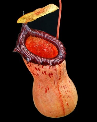 N. ventricosa x sibuyanensis – best selected clone
