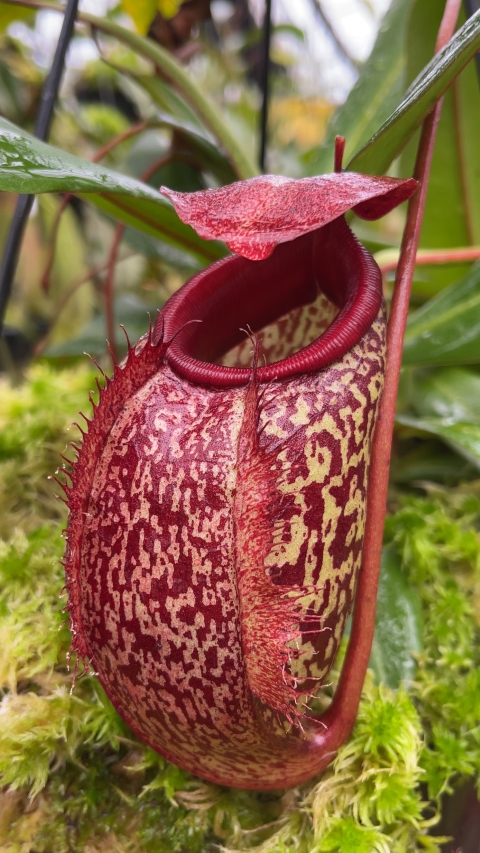 N. merrilliana x aristolochioides – best selected clones