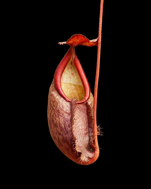 N. gymnamphora – Talakmau - assorted clones