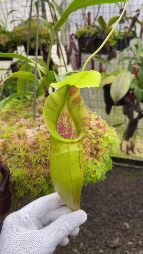 N. singalana x ovata – assorted clones