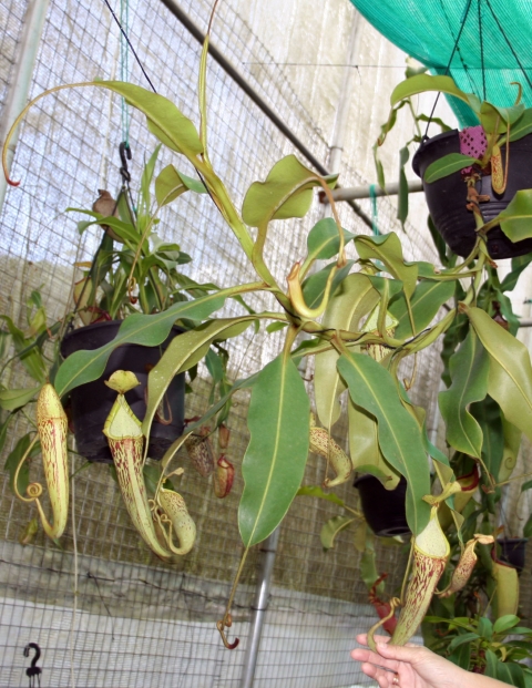 N. stenophylla – best selected clone