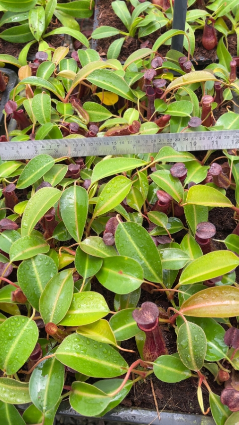 N. boschiana x lowii