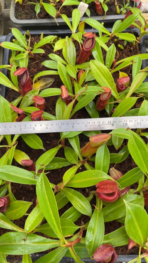 N. spathulata x dubia – assorted clones