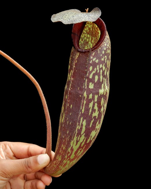 N. (aristolochioides x spectabilis) x klossii – assorted clones