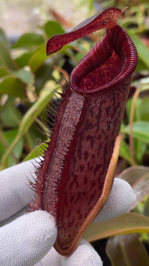 N. (aristolochioides x spectabilis) x lowii – assorted clones
