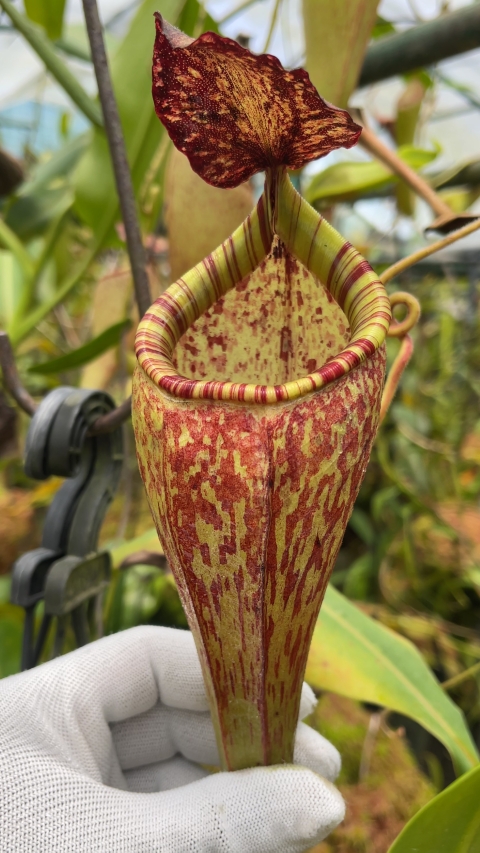 N. talangensis x glandulifera – selected clone