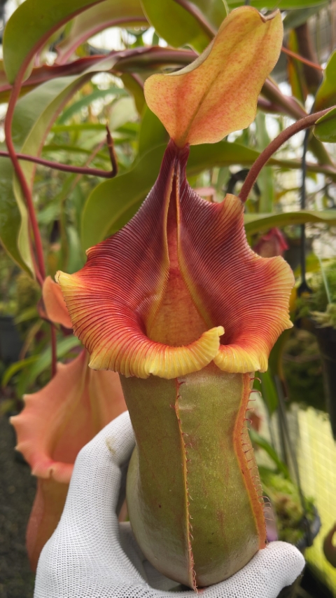 N. veitchii x ventricosa – selected clones