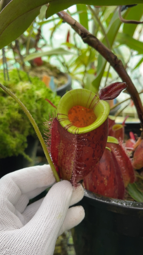 N. ampullaria 'Lime Twist'