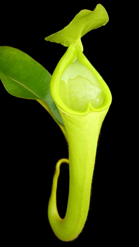 N. chaniana - assorted clones