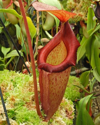 N. rajah x (burbidgeae x edwardsiana) – assorted clones