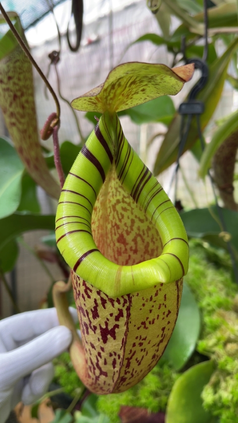 N. spectabilis x platychila – best selected clone