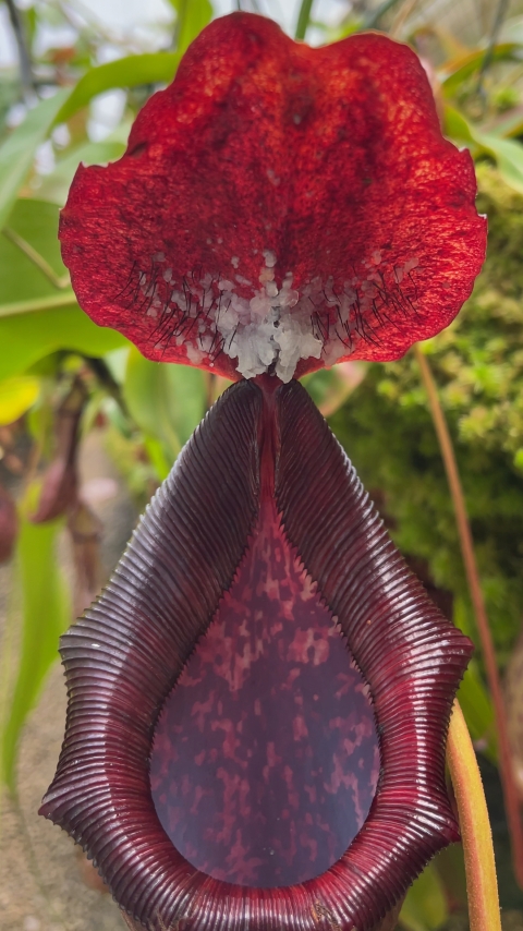 N. boschiana x lowii