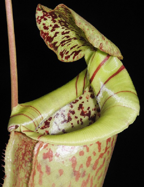 N. burbidgeae x sibuyanensis - assorted clones