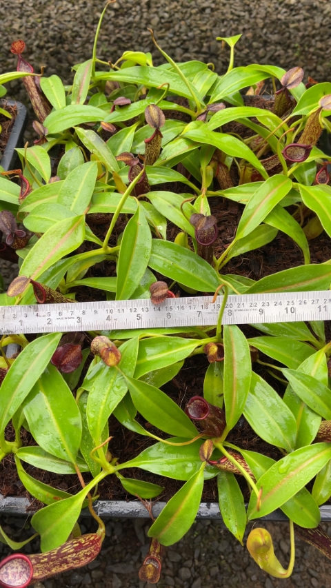 N. copelandii - assorted clones