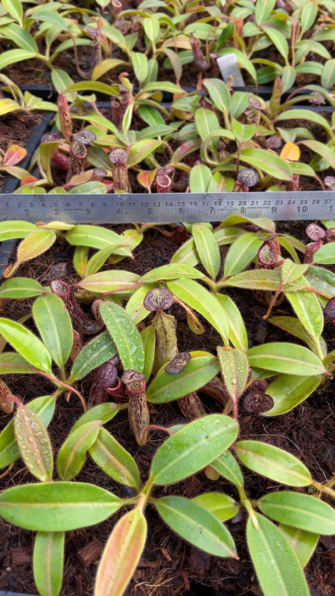 N. stenophylla – best selected clone