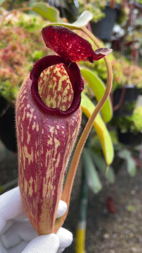 N. klossii - confirmed true clone