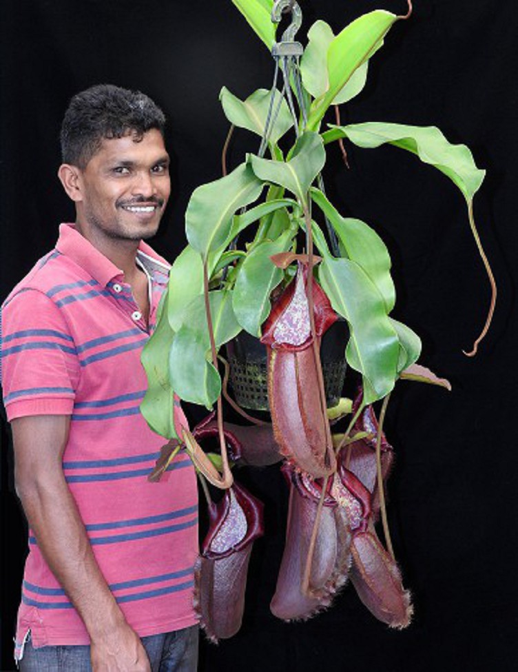 N. densiflora x robcantleyi – assorted clones