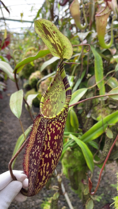 N. spectabilis - Sibuyatan - assorted clones