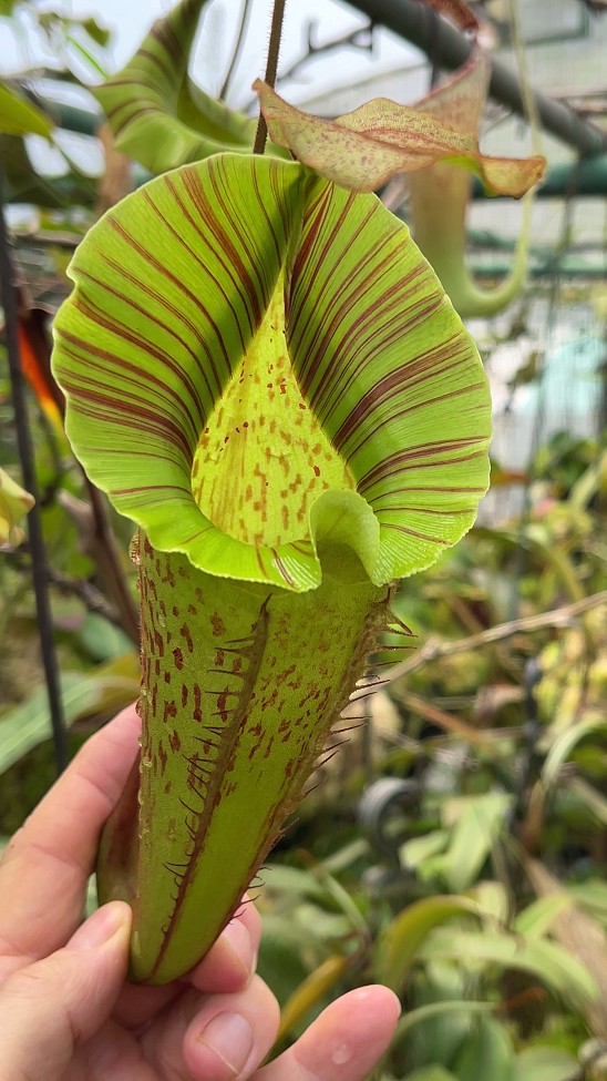 N. veitchii x platychila – selected clones