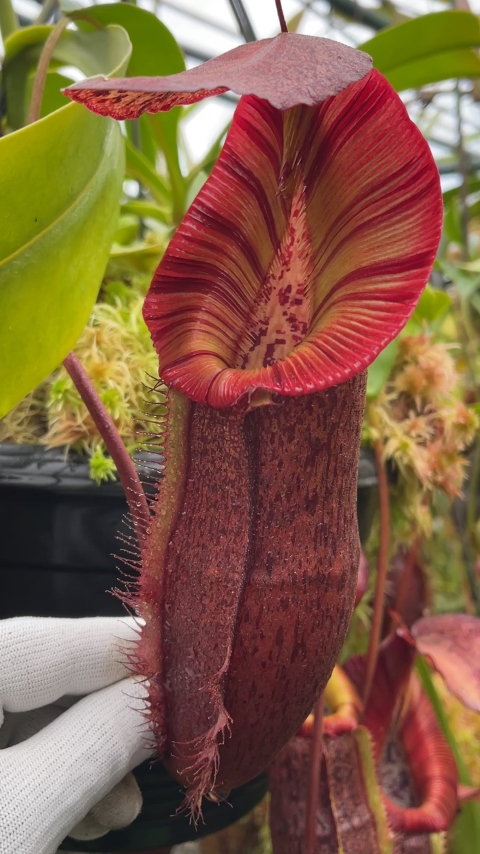 N. singalana x (burbidgeae x edwardsiana) – clone #4