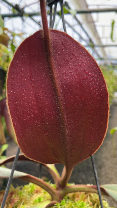N. peltata x attenboroughii - assorted clones