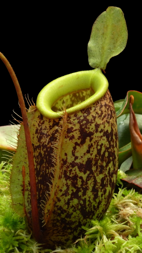 N. sibuyanensis x ampullaria – selected speckled clone