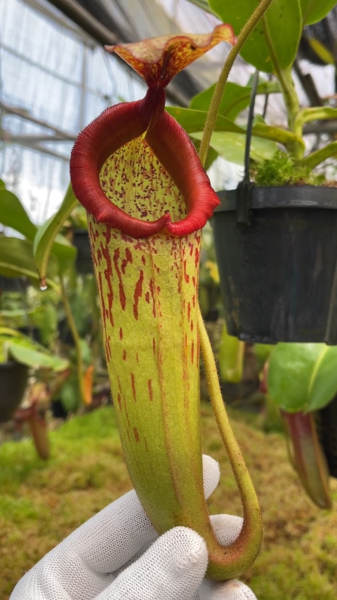 N. (veitchii x mira) x klossii - assorted clones