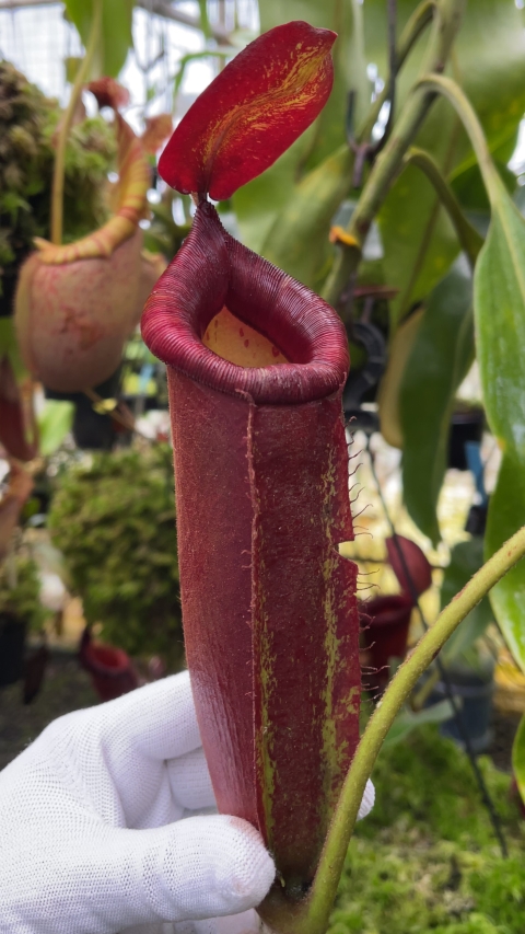 N. robcantleyi x ampullaria - selected clone