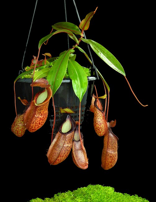 N. hamata x gymnamphora - assorted clones