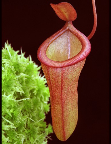 N. ventricosa x dubia – assorted clones