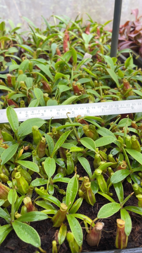 N. spathulata x dubia – assorted clones