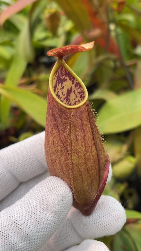 N. tomoriana - assorted clones
