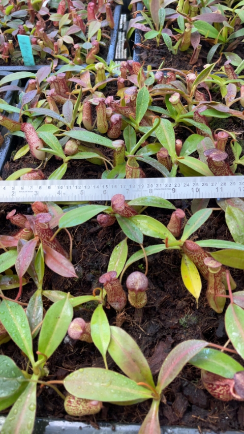 N. spectabilis x klossii – assorted clones