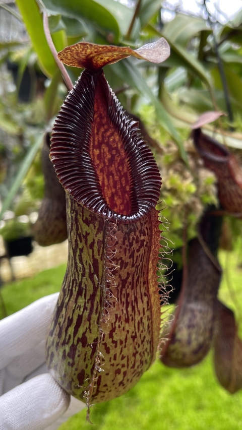 N. burkei x hamata – assorted clones