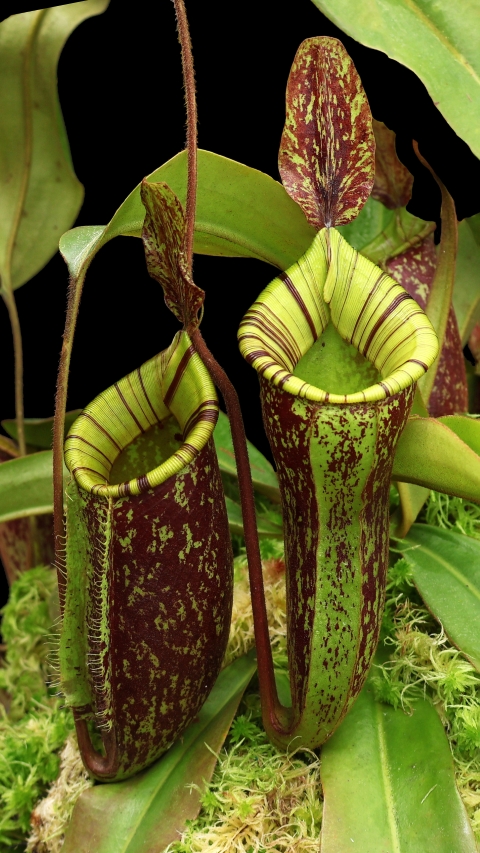 N. ampullaria x (veitchii x lowii) – selected clone