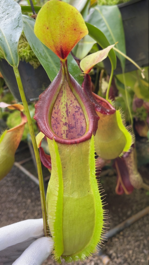 N. spathulata x tobaica – yellow-green