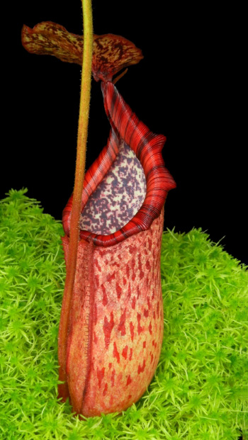 N. burbidgeae x petiolata - assorted clones