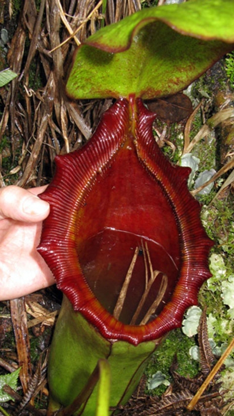 N. rajah x lowii - assorted clones