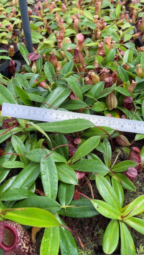 N. merrilliana x aristolochioides – best selected clones