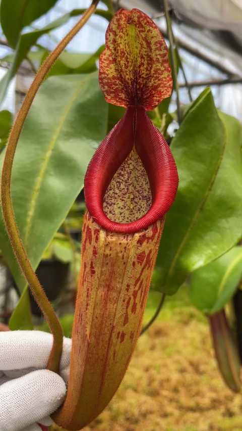 N. (veitchii x mira) x klossii - assorted clones