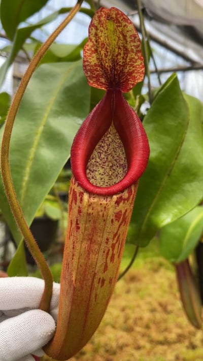 N. (veitchii x mira) x klossii - assorted clones