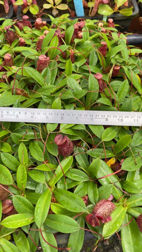 N. merrilliana x aristolochioides – best selected clones