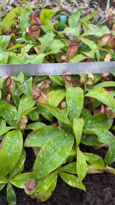 N. ampullaria x campanulata - best selected clone