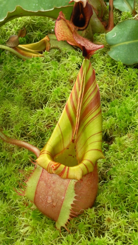 N. veitchii - Bario Highland - grex # 2