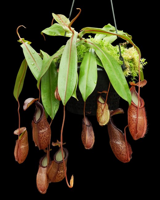 N. hamata x gymnamphora - assorted clones