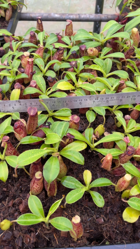N. aristolochioides x veitchii - assorted clones